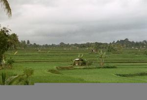 Endlose Reisfelder