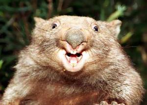 Crazy german Nacktnasen-Ruhr-Wombat